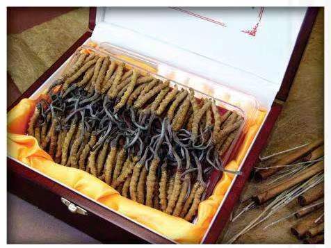 肥城冬虫夏草回收